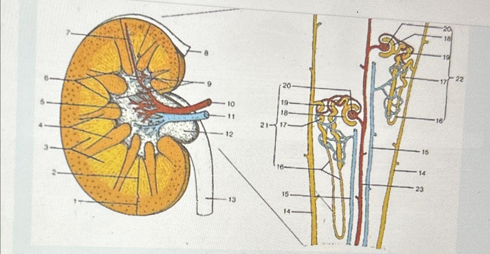 Solved Label chart of the kidney | Chegg.com