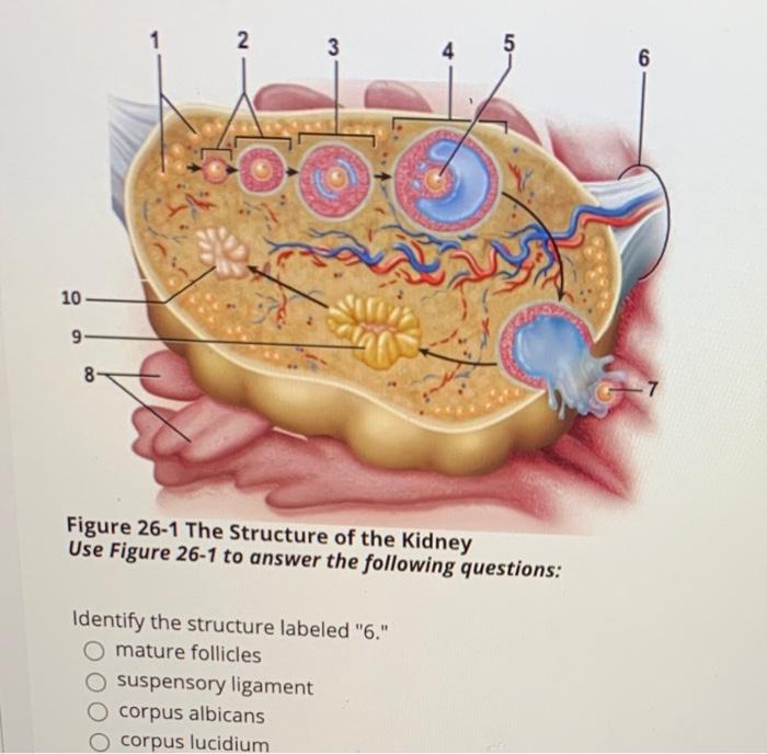 female reproductive system not labeled