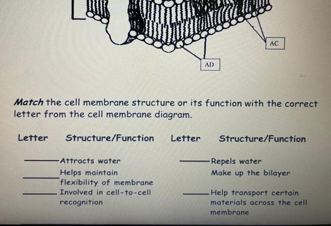 Solved 5/5 AB B AC AD Match the cell membrane structure or
