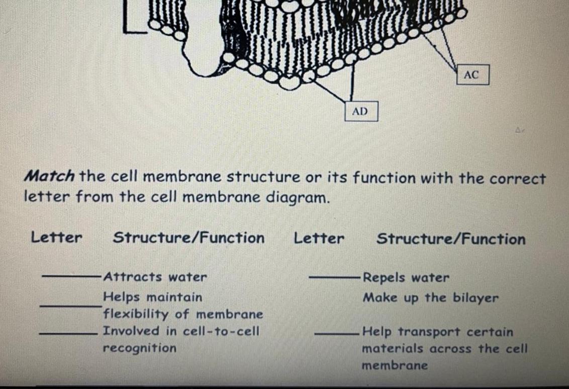 cell membrane labeled and functions