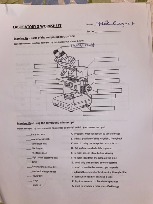 Laboratory 3 Worksheet Microscope Answer Key