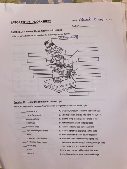 Laboratory 3 Worksheet Microscope Answer Key Ecoced