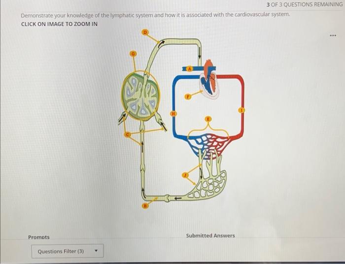 Solved Demonstrate your knowledge of the lymphatic system