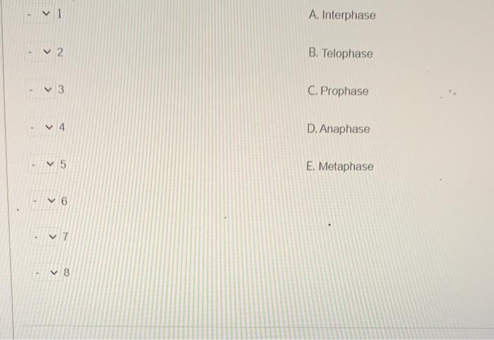 Solved 39 an The following diagram shows animal cells in | Chegg.com