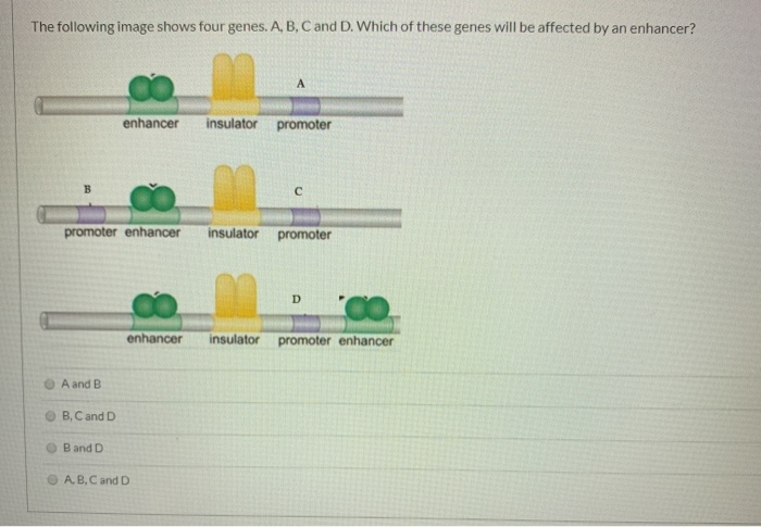 Solved The Following Image Shows Four Genes. A, B, C And D. | Chegg.com