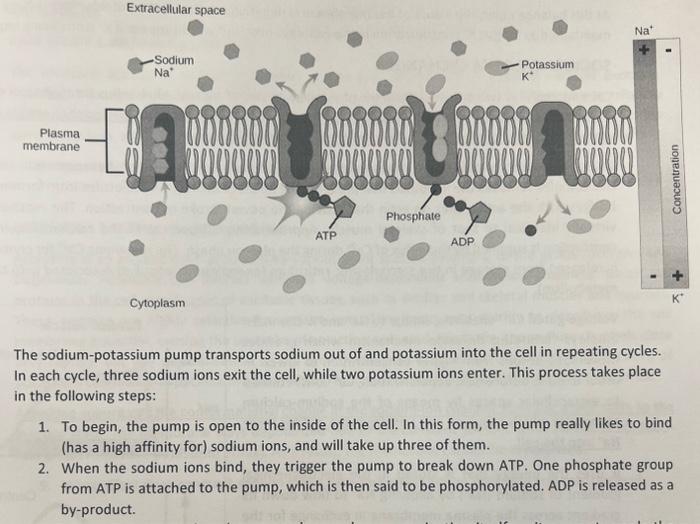 Solved SODIUMPOTASSIUM PUMP One of the most important pumps