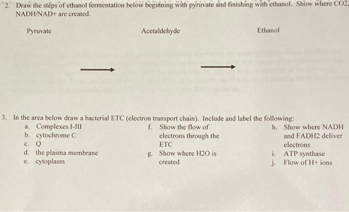 Solved 2. Draw the steps of ethanol fermentation below | Chegg.com