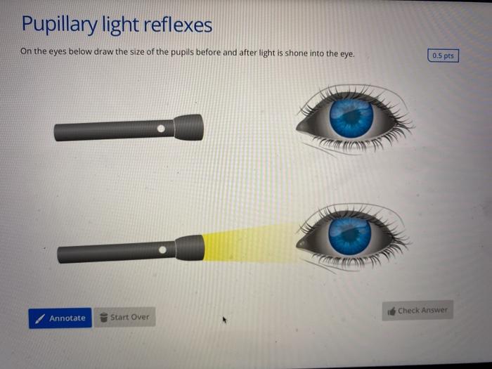 Solved Pupillary light reflexes On the eyes below draw the | Chegg.com