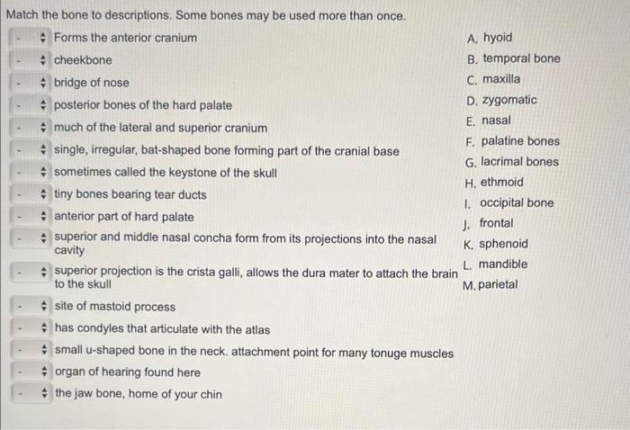 Solved Match the bone to descriptions. Some bones may be | Chegg.com