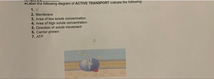 Solved Label the following diagram of ACTIVE TRANSPORT | Chegg.com