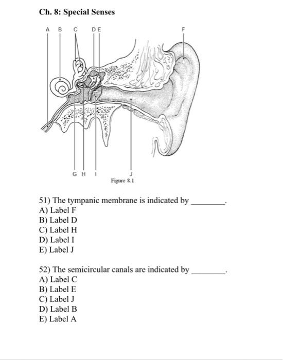 Solved label all the lettered bonesanswer the question, also | Chegg.com