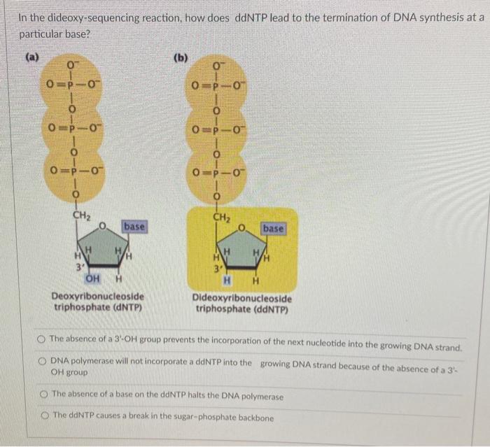 Solved In The Dideoxy-sequencing Reaction, How Does Ddntp 