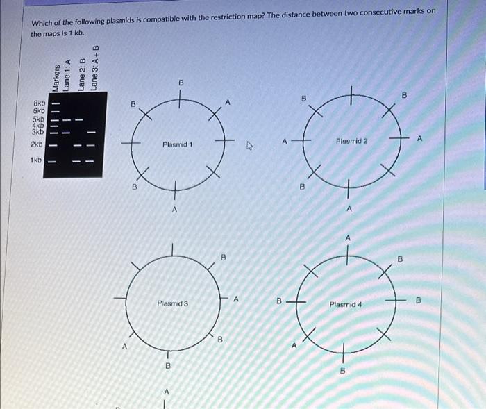 Solved Which of the following plasmids is compatible with | Chegg.com