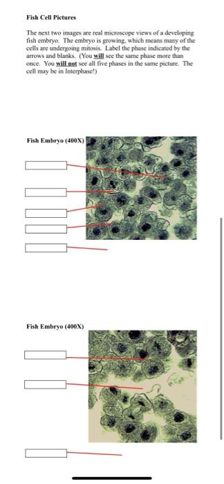 Solved Cell Division Worksheet #1 Microscope Images (Type in | Chegg.com