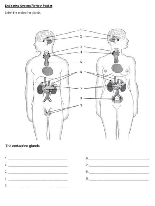 endocrine system labeled