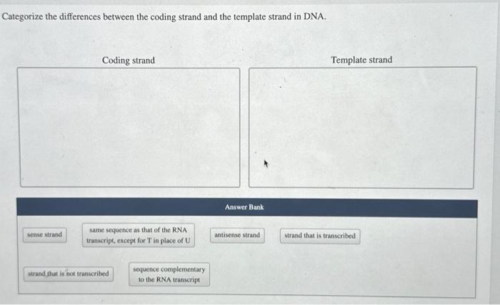 Solved Categorize the differences between the coding strand | Chegg.com