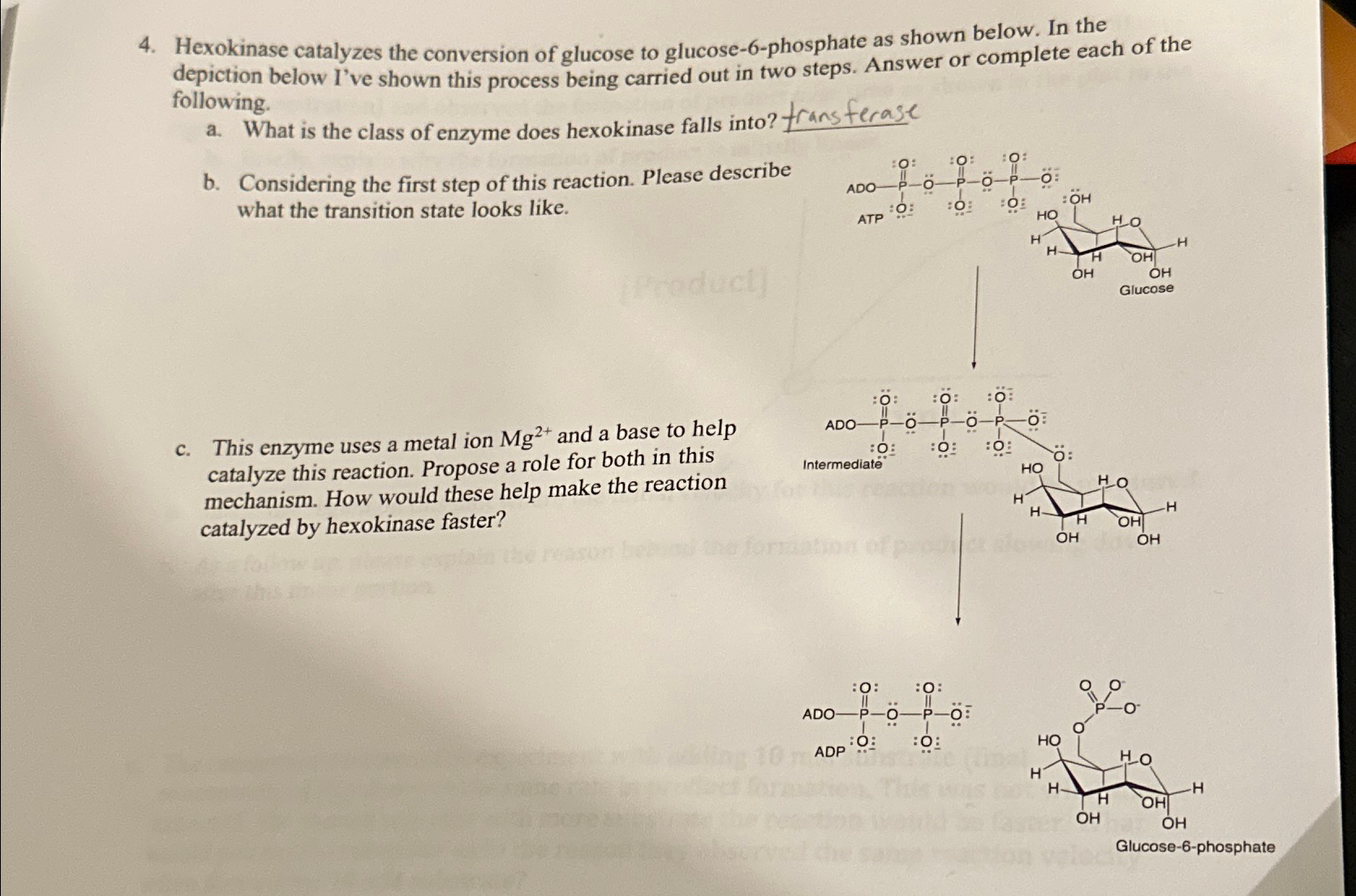 Solved Hexokinase catalyzes the conversion of glucose to | Chegg.com