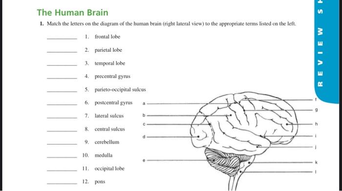 human brain diagram lobes