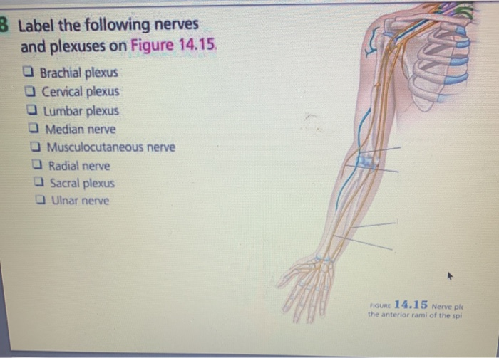 Solved 8 Label the following nerves and plexuses on Figure | Chegg.com