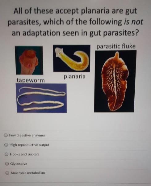 Solved All Of These Accept Planaria Are Gut Parasites, Which | Chegg.com