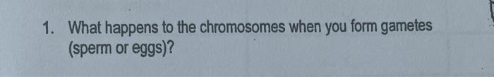 1. What happens to the chromosomes when you form gametes (sperm or eggs)?