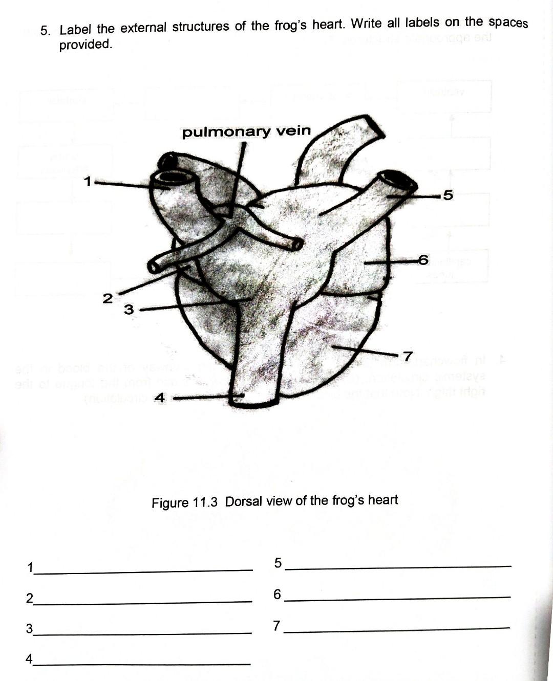 what is the function of the upper chamber of a frog's heart