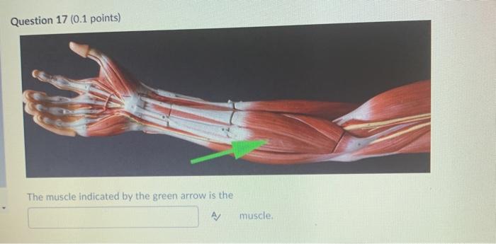 Question 17 (0.1 points) The muscle indicated by the green arrow is the A/ muscle
