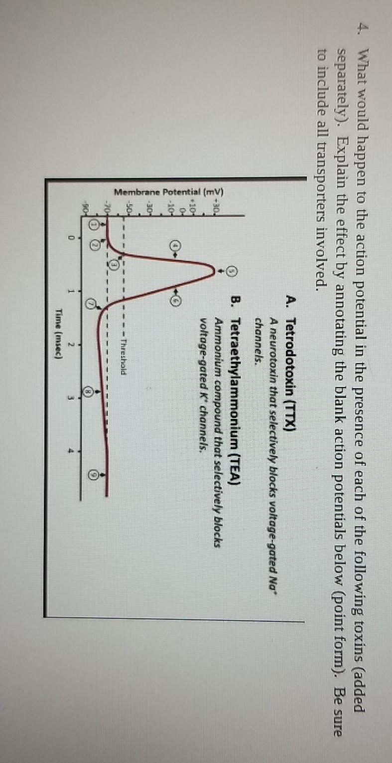 Solved 4. What would happen to the action potential in the | Chegg.com