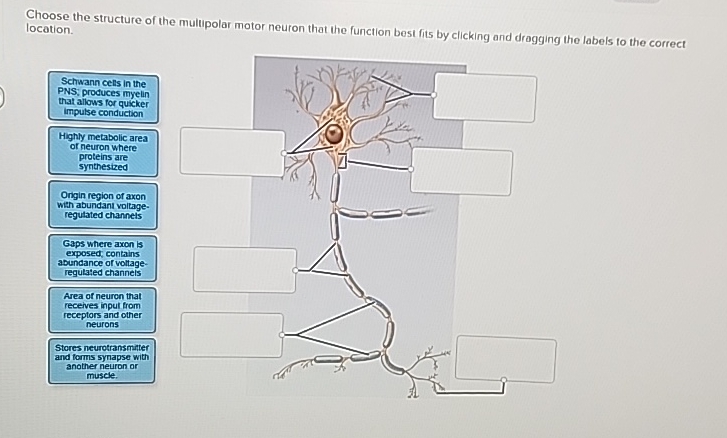 Solved Choose the structure of the multipolar motor neuron | Chegg.com