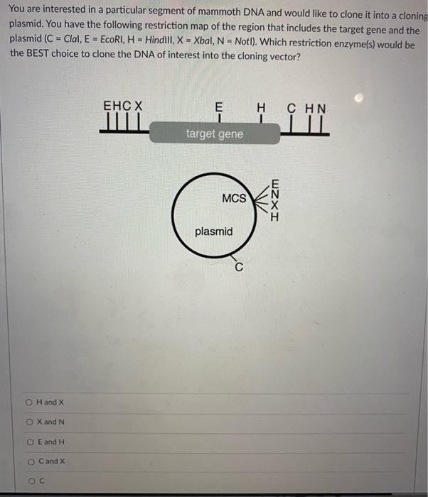 Solved You are interested in a particular segment of mammoth | Chegg.com