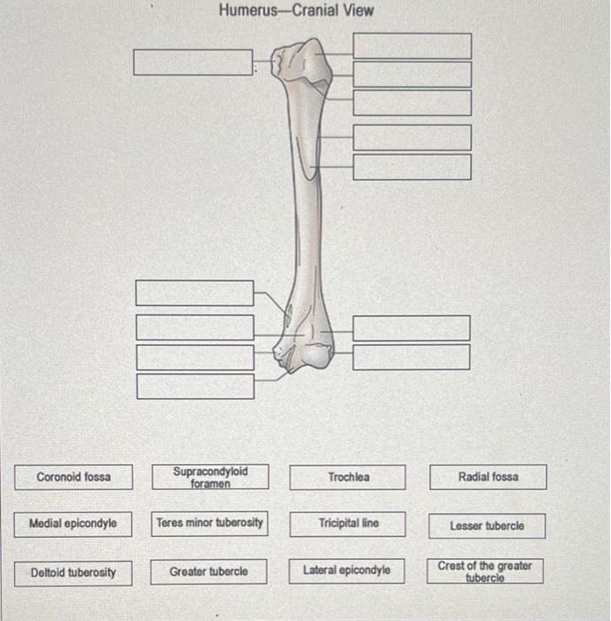 Humerus-Cranial View
Radial fossa
Medial epicondyle
Teres minor tuberosity
Tricipital line
Lesser tubercle
Deltoid tuberosity