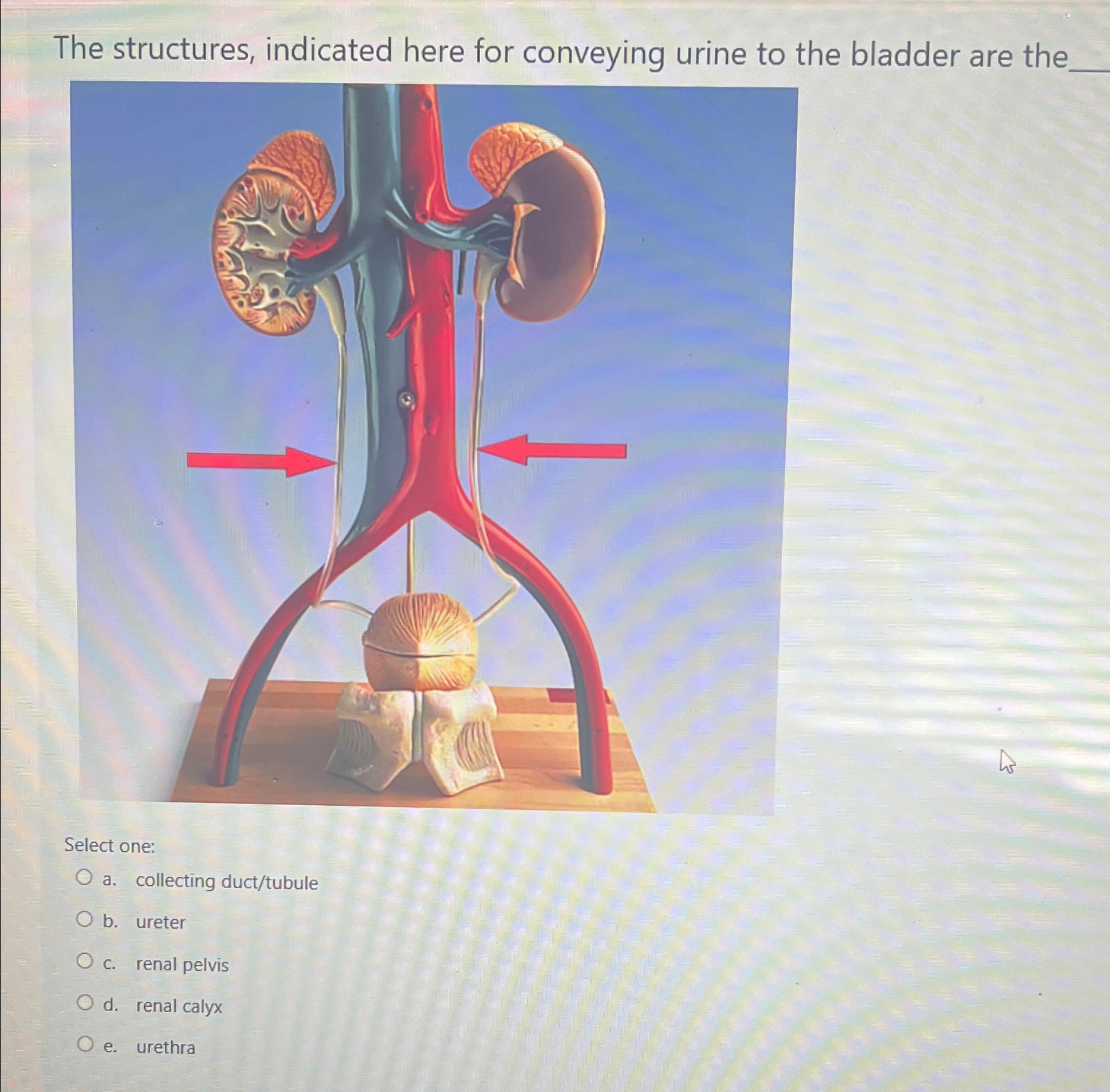 Solved The structures, indicated here for conveying urine to | Chegg.com