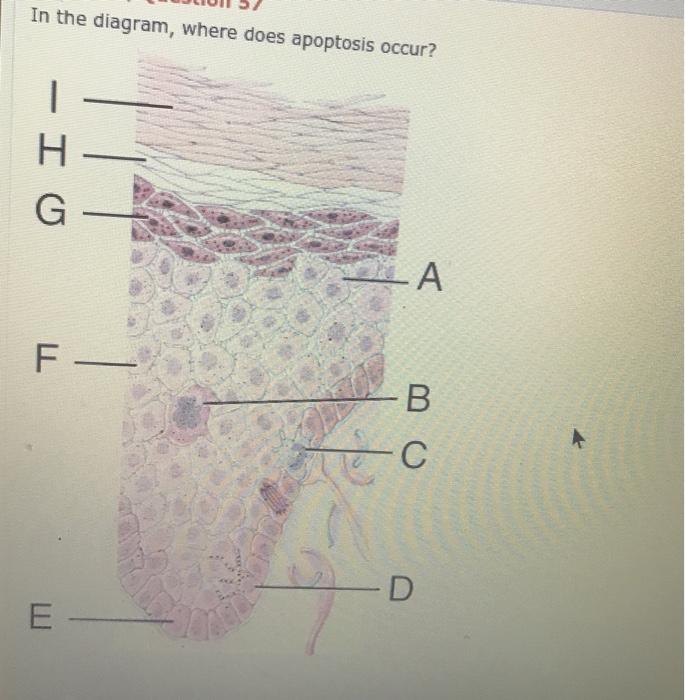 Solved In the diagram, where does apoptosis occur? - I 0 — А | Chegg.com