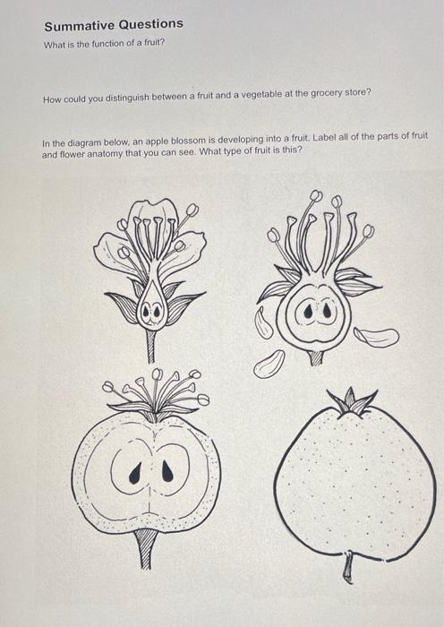 Solved Summative Questions What is the function of a fruit? | Chegg.com