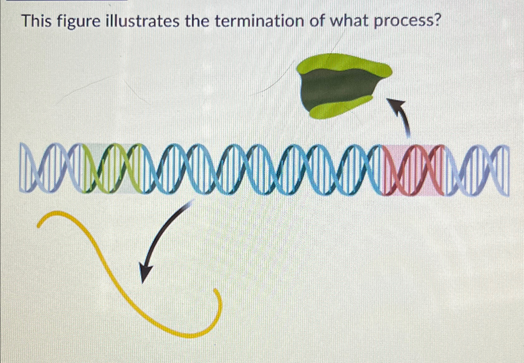 Solved This figure illustrates the termination of what | Chegg.com