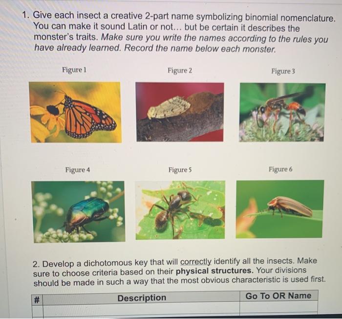 Solved 1. Give each insect a creative 2part name
