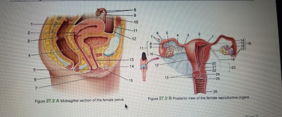 Female Pelvic Cavity Detachable Model Plane Reproductive Anatomical  Midsagittal