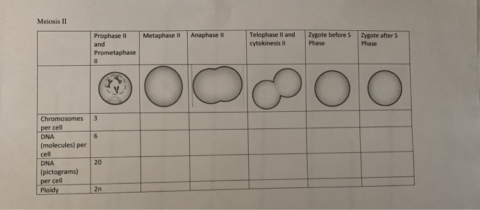 Solved diplad haplold Meiosis 1 G1 Metaphase Anaphase 1 SG2 | Chegg.com