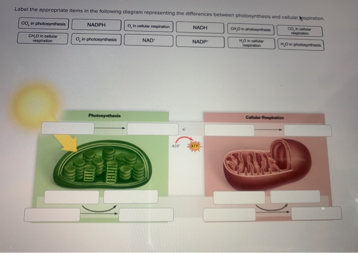 Solved Label the appropriate items in the following diagram | Chegg.com