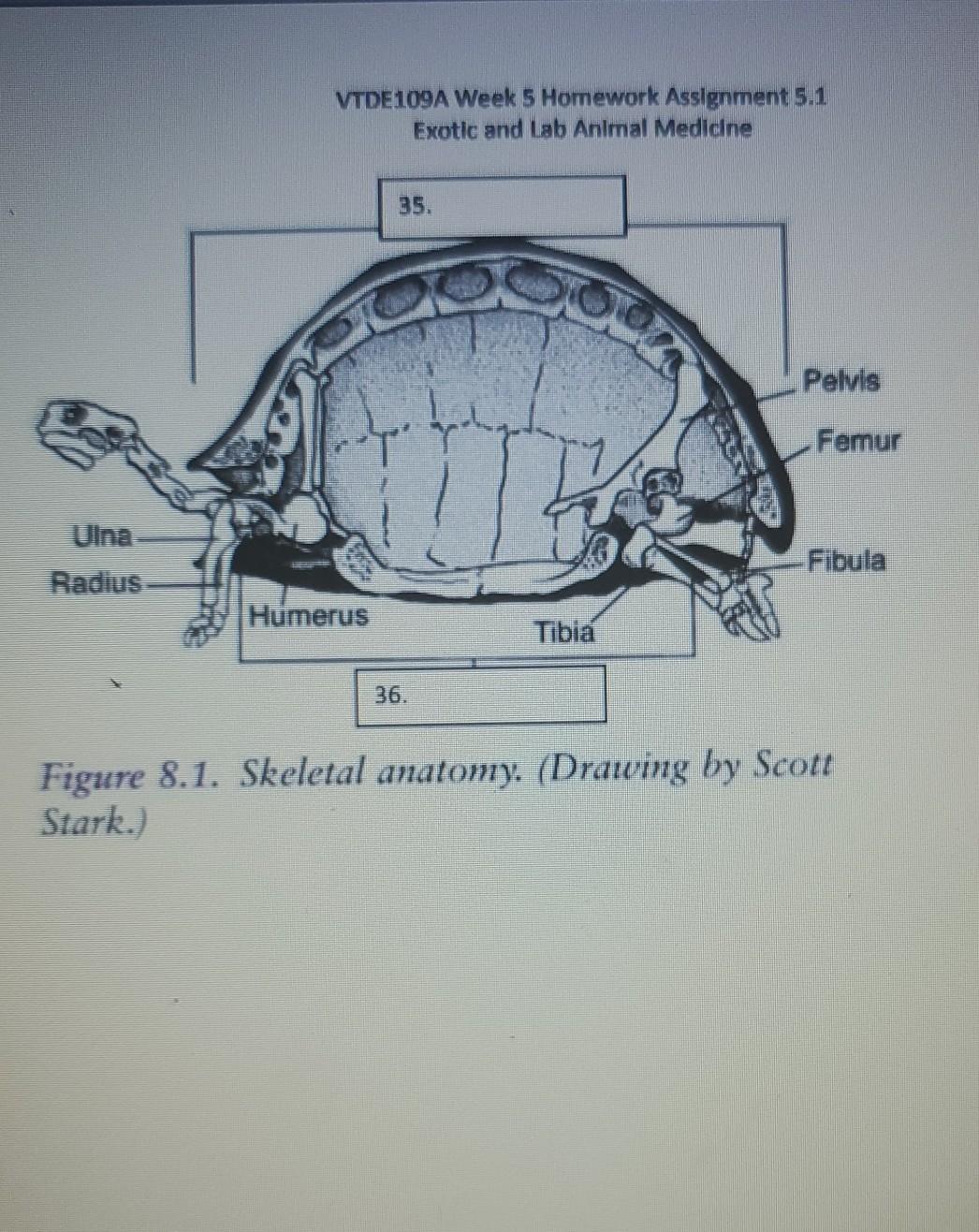 VTDE109A Week 5 Homework Assignment 5.1 Exotic and Lab Animal Medicine 35. Pelvis Femur Ulna Radius Fibula Humerus Tibia 36.