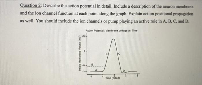 Solved Question 2: Describe the action potential in detail. | Chegg.com