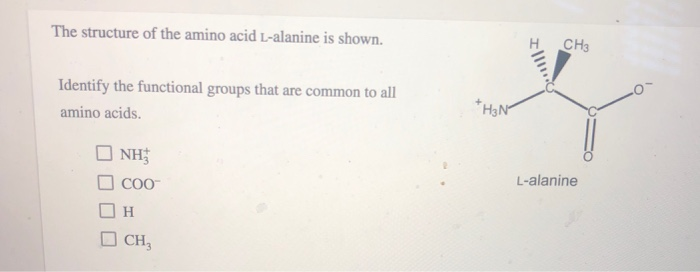 Solved The Structure Of The Amino Acid L Alanine Is Shown Chegg Com