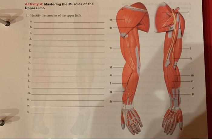 Solved Activity 4: Mastering The Muscles Of The Upper Limb | Chegg.com