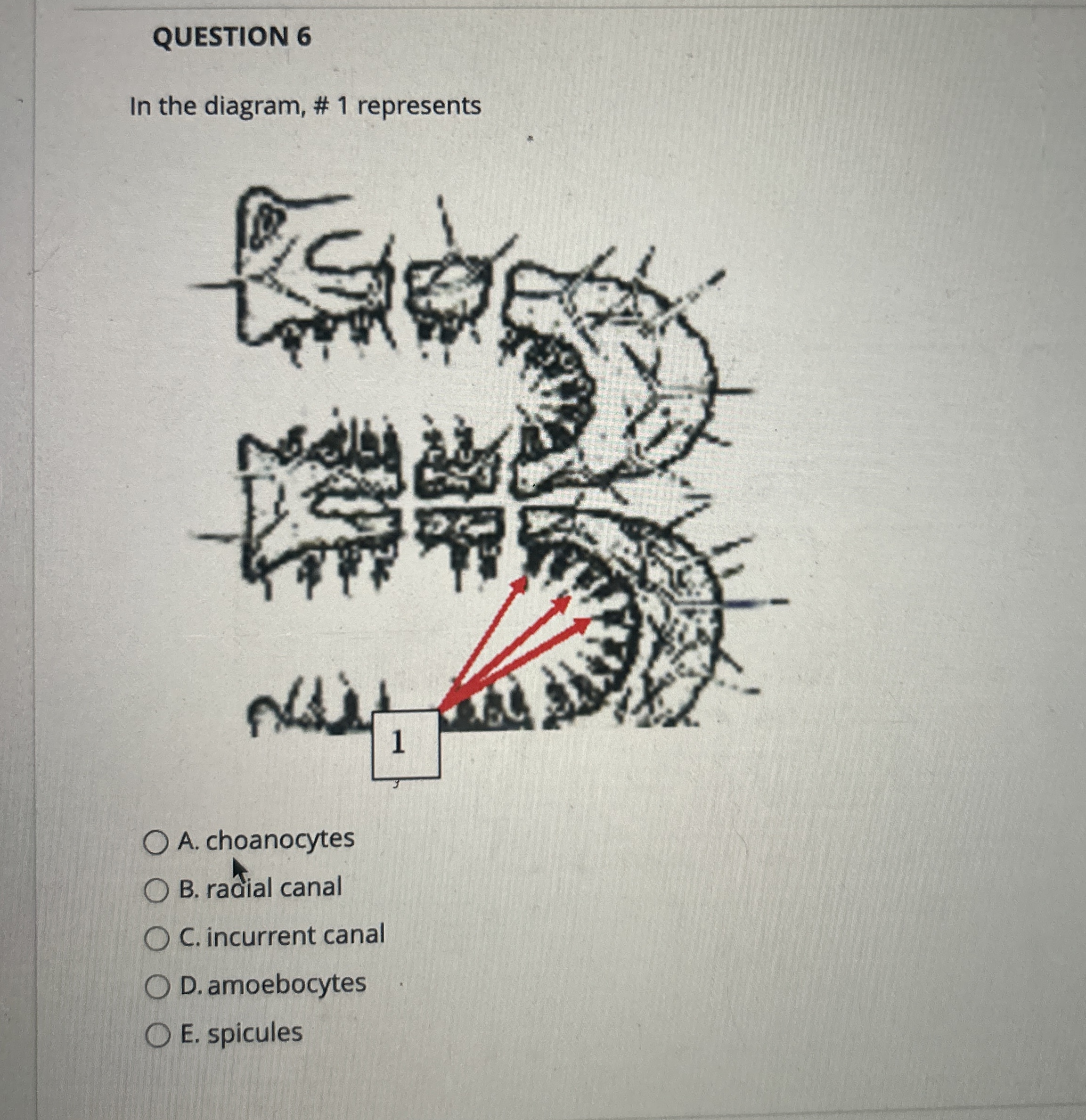 Solved QUESTION 6In the diagram, # 1 ﻿representsA. | Chegg.com