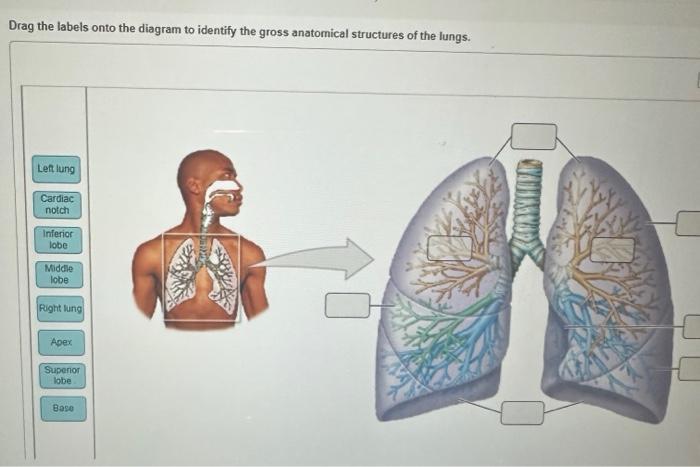 Solved Drag the labels onto the diagram to identify the | Chegg.com