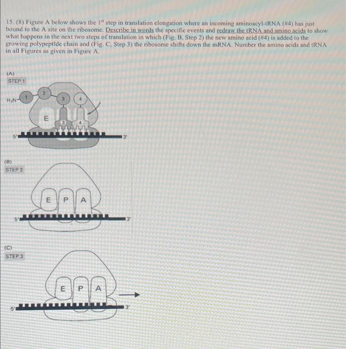 Solved 15. (8) Figure A below shows the step in translation | Chegg.com
