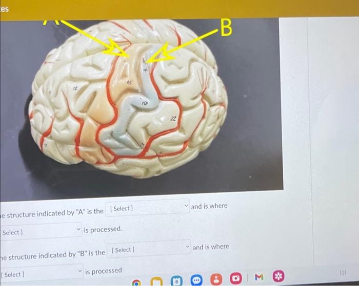 es Select] A e structure indicated by "A" is the | Chegg.com