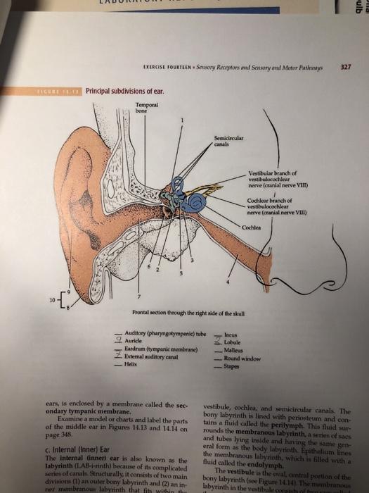 vestibulocochlear nerve model