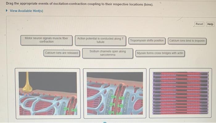 Solved Drag the appropriate events of excitation-contraction | Chegg.com