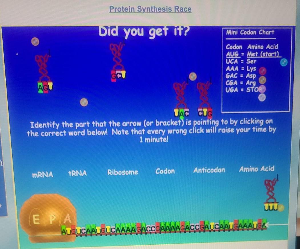 solved-protein-synthesis-race-did-you-get-it-mini-codon-chegg